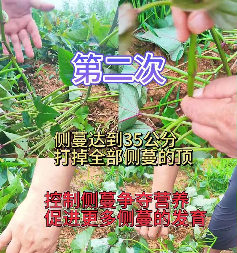 爬藤牵牛摘心打顶全攻略（掌握爬藤牵牛摘心打顶的正确时间与方法，成功追求爱情）-第1张图片-绿意生活