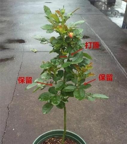 爬藤牵牛摘心打顶全攻略（掌握爬藤牵牛摘心打顶的正确时间与方法，成功追求爱情）-第2张图片-绿意生活