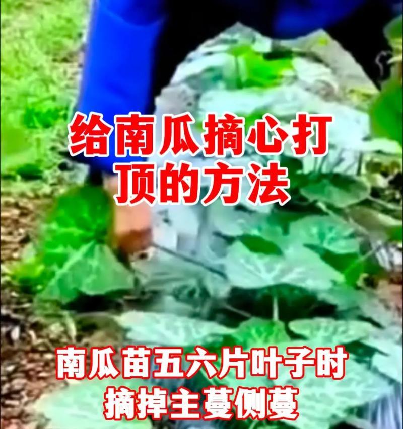 爬藤牵牛摘心打顶全攻略（掌握爬藤牵牛摘心打顶的正确时间与方法，成功追求爱情）-第3张图片-绿意生活