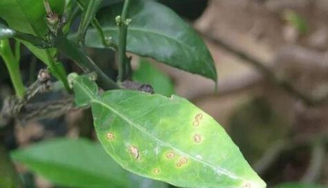 瓜子黄杨病虫害防治技术与方法（掌握正确的防治技巧，保护瓜子黄杨的健康）-第2张图片-绿意生活