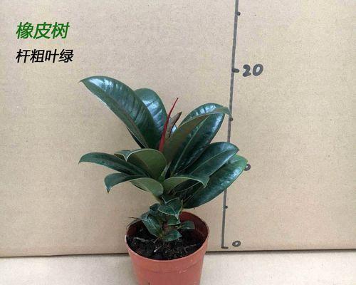 探秘大树的生态奥秘（了解大树的种类、分布、生长和作用）-第2张图片-绿意生活