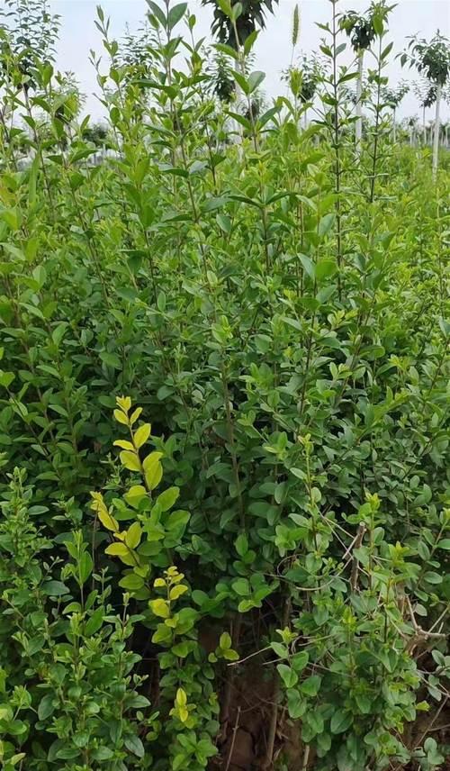 小叶女贞不是草本植物！（解读小叶女贞的分类学地位及其特性）-第3张图片-绿意生活