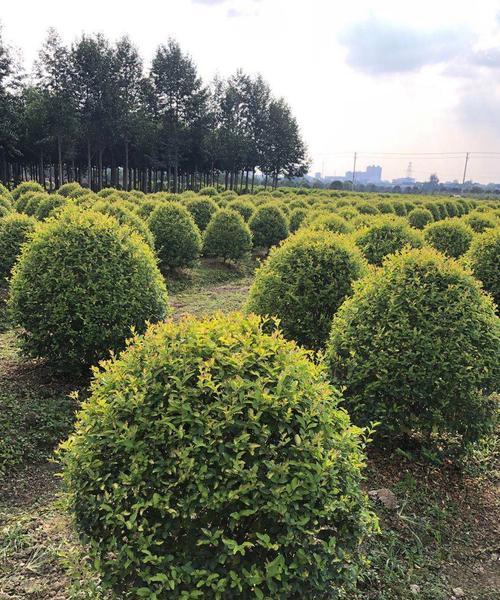 小叶女贞不是草本植物！（解读小叶女贞的分类学地位及其特性）-第2张图片-绿意生活