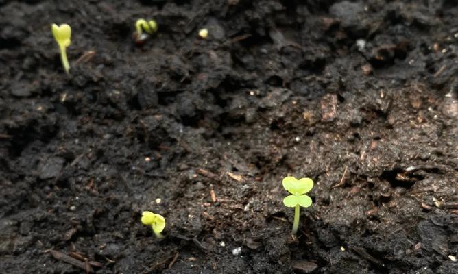 种植幸运草全攻略（栽种时间、方法及注意事项一应俱全）-第2张图片-绿意生活