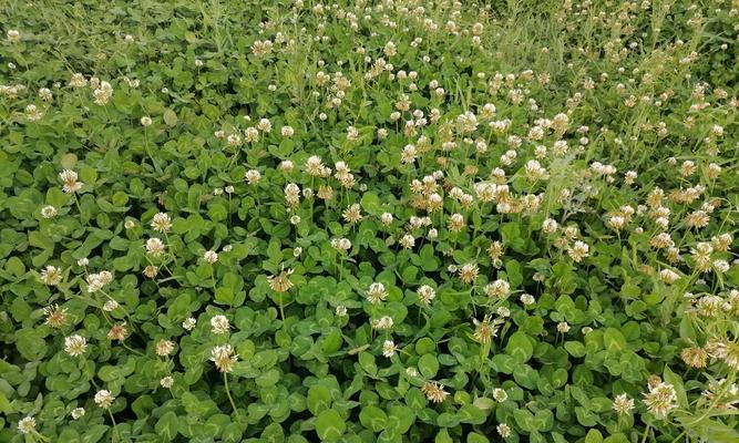 种植幸运草全攻略（栽种时间、方法及注意事项一应俱全）-第3张图片-绿意生活