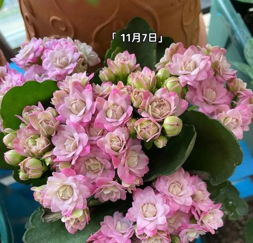 长寿花开花期及其特点（探究长寿花花期的时间和特征）-第1张图片-绿意生活