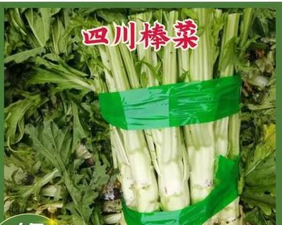 如何种植棒棒菜？——一份详细的种植指南（从选种到收获，轻松掌握棒棒菜种植要点！）-第2张图片-绿意生活