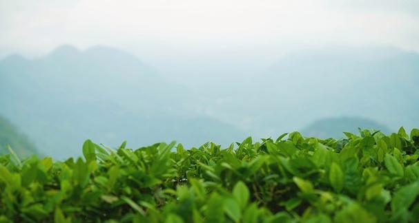 如何种植棒棒菜？——一份详细的种植指南（从选种到收获，轻松掌握棒棒菜种植要点！）-第3张图片-绿意生活
