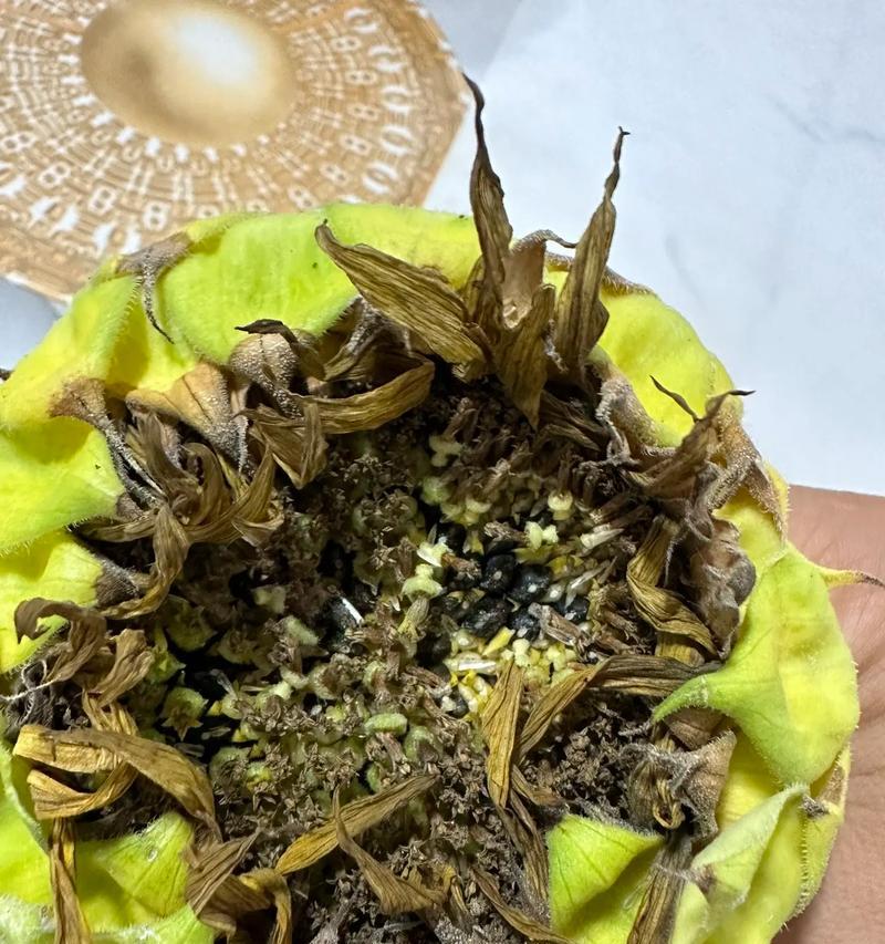 向日葵种子的营养价值和食用方法（探寻向日葵种子的健康秘密，尝试多种食用方式，享受美味与健康）-第1张图片-绿意生活