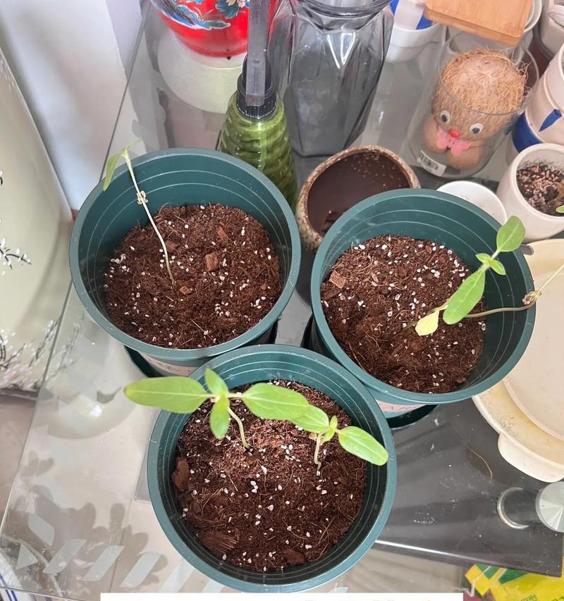 向日葵种子的营养价值和食用方法（探寻向日葵种子的健康秘密，尝试多种食用方式，享受美味与健康）-第3张图片-绿意生活