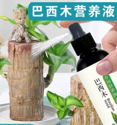 解读巴西木黄叶的成因与补救方法（避免木质素沉积，让巴西木焕发青春活力）-第2张图片-绿意生活