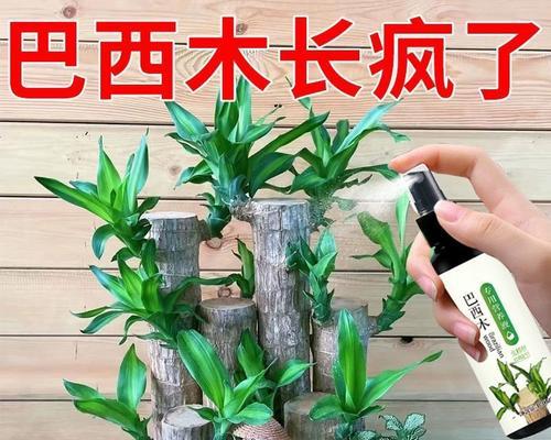 解读巴西木黄叶的成因与补救方法（避免木质素沉积，让巴西木焕发青春活力）-第1张图片-绿意生活