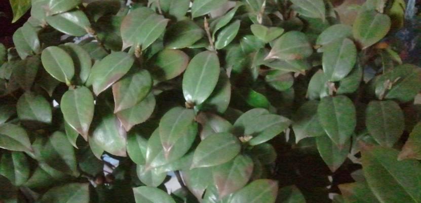 阿司匹林可否用于茶花的浇水？（揭开阿司匹林促进茶花生长的神秘面纱）-第2张图片-绿意生活