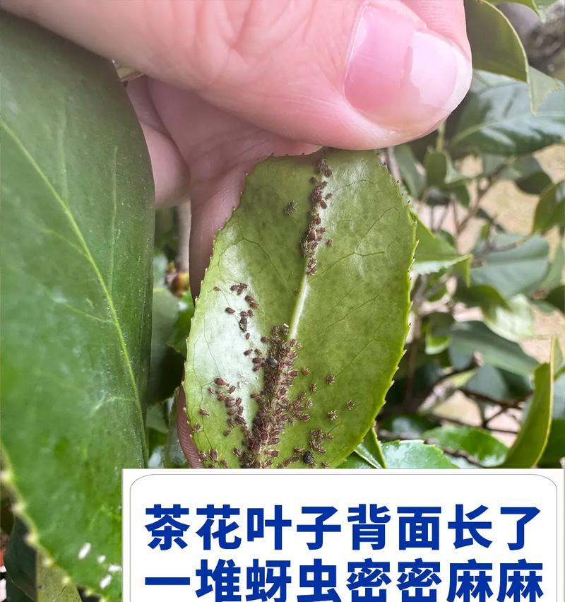 阿司匹林可否用于茶花的浇水？（揭开阿司匹林促进茶花生长的神秘面纱）-第1张图片-绿意生活
