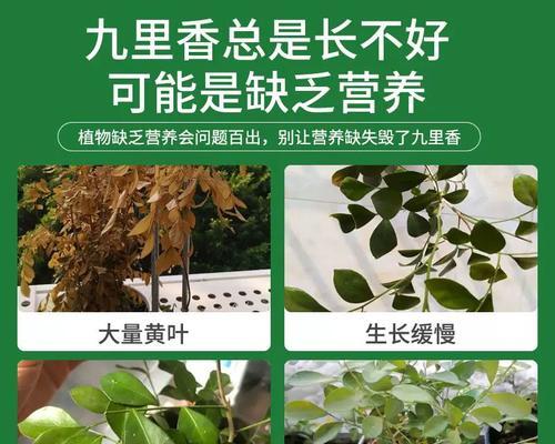 九里香不开花的原因（探寻九里香开花的奥秘）-第2张图片-绿意生活
