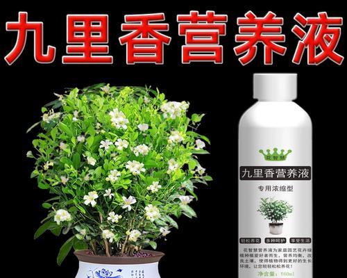 九里香不开花的原因（探寻九里香开花的奥秘）-第1张图片-绿意生活