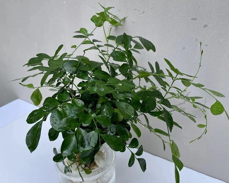 九里香不开花的原因（探寻九里香开花的奥秘）-第3张图片-绿意生活