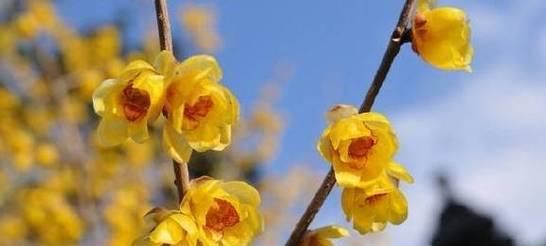 梅花发芽长叶的时机与特点（春季梅花盛开前，发芽长叶的关键期）-第1张图片-绿意生活