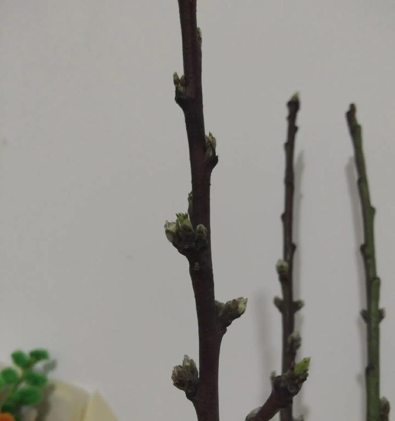 梅花发芽长叶的时机与特点（春季梅花盛开前，发芽长叶的关键期）-第3张图片-绿意生活