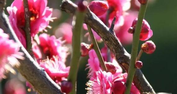 梅花发芽长叶的时机与特点（春季梅花盛开前，发芽长叶的关键期）-第2张图片-绿意生活