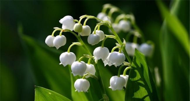 百合花的性别特征（探究百合花的雌雄同株属性）-第3张图片-绿意生活