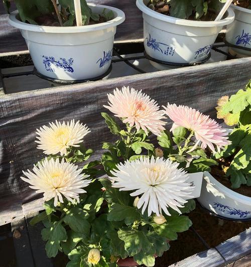 菊花的养护技巧（晒太阳是关键）-第1张图片-绿意生活