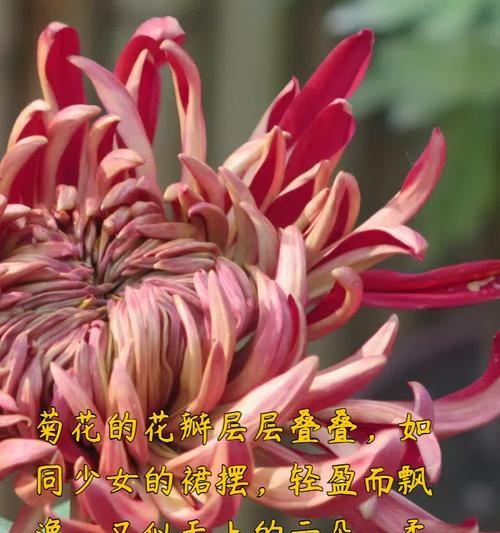 菊花的养护技巧（晒太阳是关键）-第2张图片-绿意生活