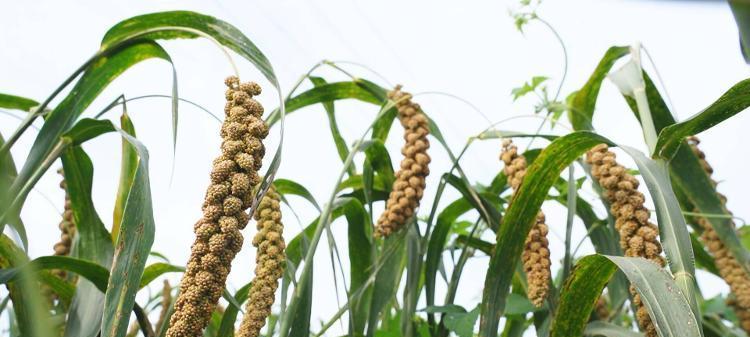 谷子种植的土壤要求（从土壤性质、养分、水分等方面详解谷子的土壤适应性）-第1张图片-绿意生活