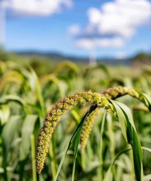 谷子种植的土壤要求（从土壤性质、养分、水分等方面详解谷子的土壤适应性）-第3张图片-绿意生活