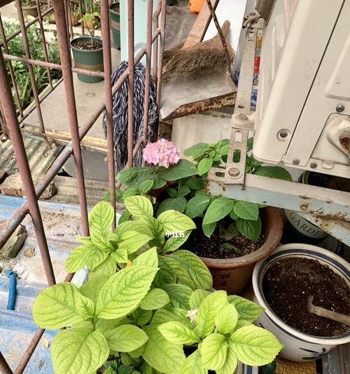 深盆还是浅盆？谈无尽夏种植用盆的选择-第1张图片-绿意生活