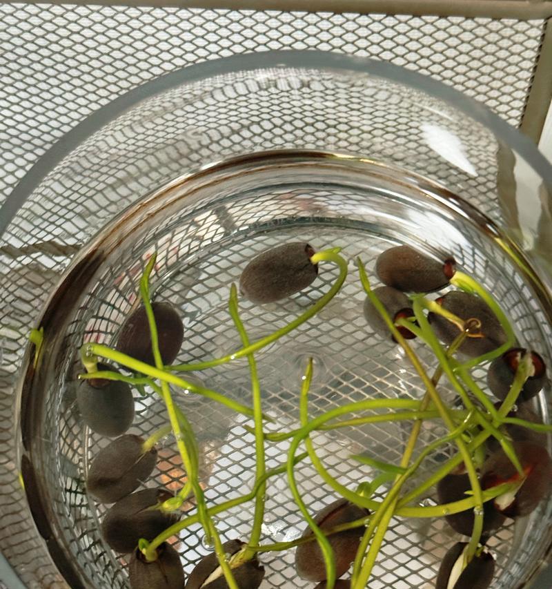 如何让碗莲快速发芽？（有效方法揭秘，让您的碗莲生机勃勃）-第1张图片-绿意生活