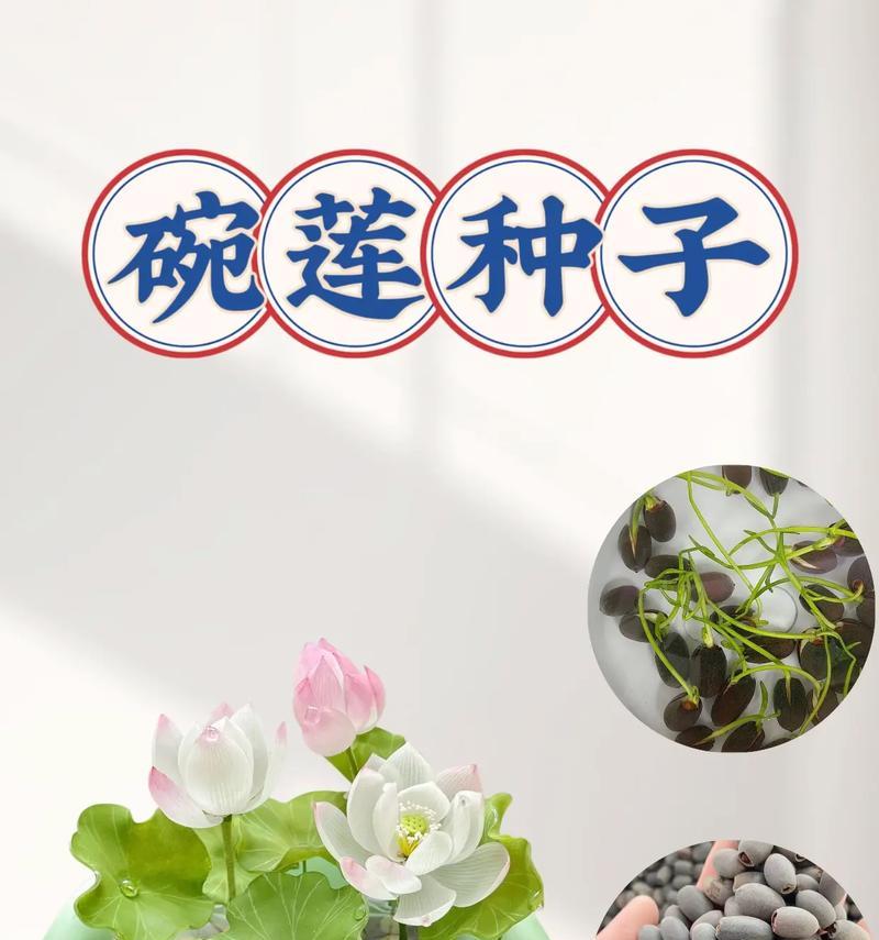 如何让碗莲快速发芽？（有效方法揭秘，让您的碗莲生机勃勃）-第3张图片-绿意生活
