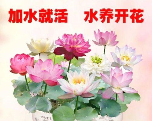 如何让碗莲快速发芽？（有效方法揭秘，让您的碗莲生机勃勃）-第2张图片-绿意生活