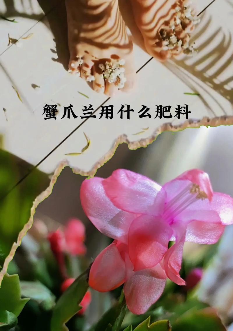 蟹爪兰的肥料选择（适合蟹爪兰的肥料种类及使用方法）-第3张图片-绿意生活