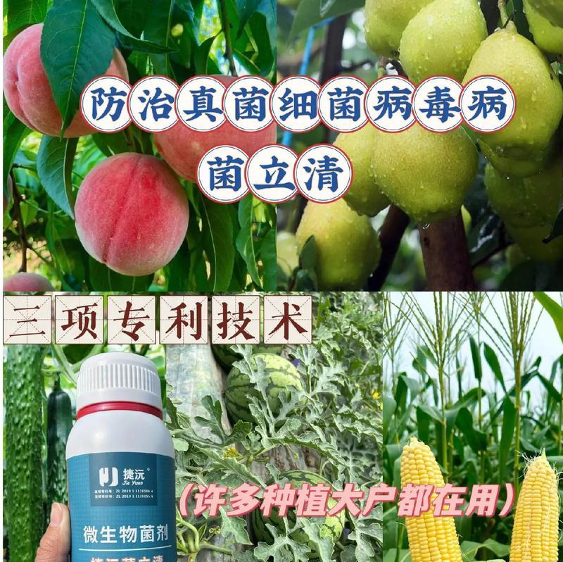 探讨辣椒的生长环境要求（喜阳还是喜阴？哪种环境更适合辣椒生长？）-第1张图片-绿意生活
