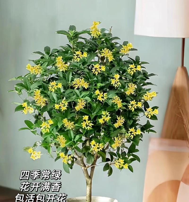 四季桂的室内养护（室内养护四季桂，做一个有心人）-第1张图片-绿意生活