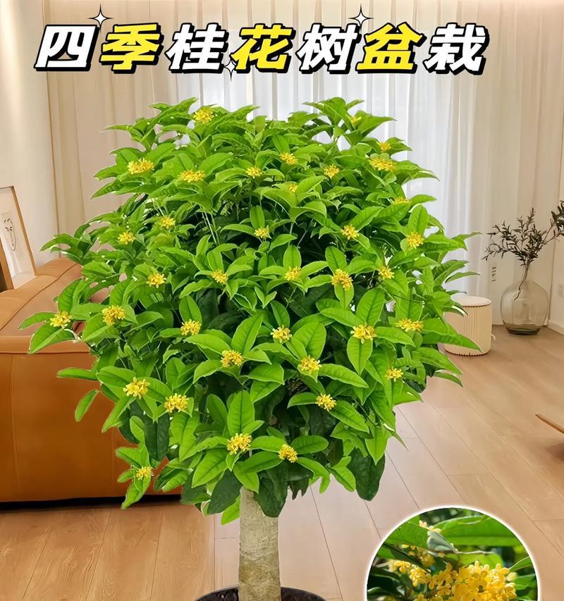 四季桂的室内养护（室内养护四季桂，做一个有心人）-第2张图片-绿意生活