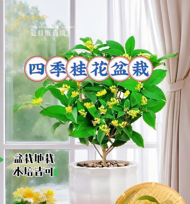 四季桂的室内养护（室内养护四季桂，做一个有心人）-第3张图片-绿意生活