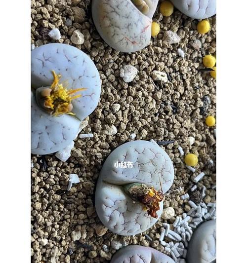 生石花的沙子种植方法（用沙子种植生石花，让你的盆栽更加精致）-第1张图片-绿意生活