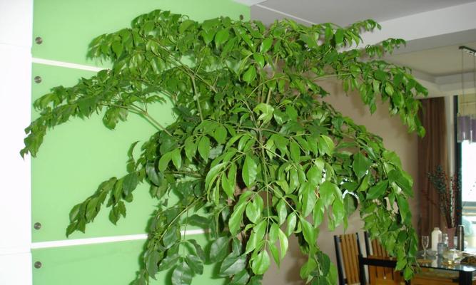 富贵树开花与花朵特征（探究富贵树花朵的奥秘）-第1张图片-绿意生活