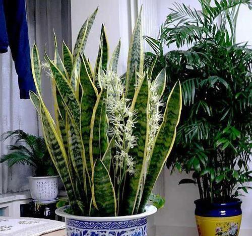 富贵树开花与花朵特征（探究富贵树花朵的奥秘）-第3张图片-绿意生活