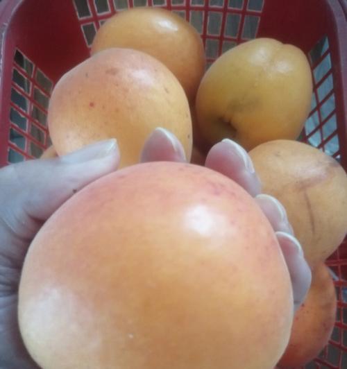 探秘杏子的独特味道（从口感、香气、甜度三个角度解读杏子风味）-第2张图片-绿意生活
