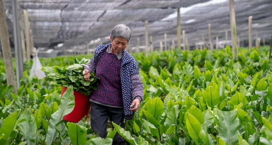 山苏的种植条件及适宜地区（探究山苏种植条件和适宜地区，让你轻松种出好山苏）-第3张图片-绿意生活