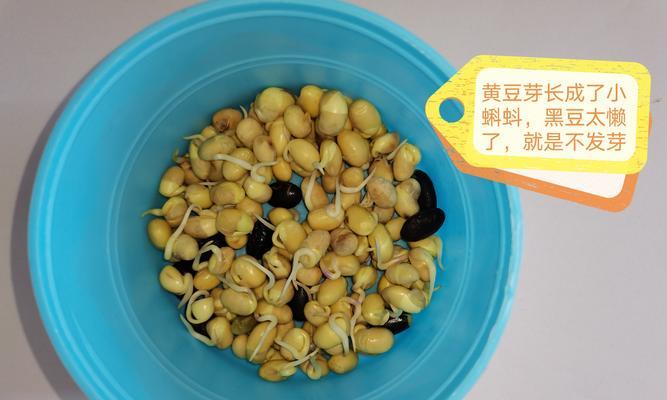 黑豆发芽全过程剖析（如何让黑豆顺利发芽，从而增加食用价值？）-第2张图片-绿意生活