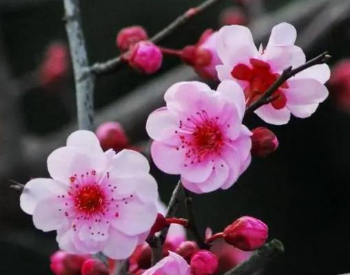 如何让菊花开得更久——菊花的生长周期和管理技巧（掌握花期规律，科学养护菊花）-第1张图片-绿意生活