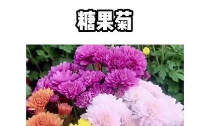 如何让菊花开得更久——菊花的生长周期和管理技巧（掌握花期规律，科学养护菊花）-第3张图片-绿意生活