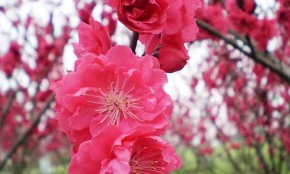红梅花开的季节及魅力（春日红梅，开遍大地；赏花之旅，尽在此间）-第3张图片-绿意生活