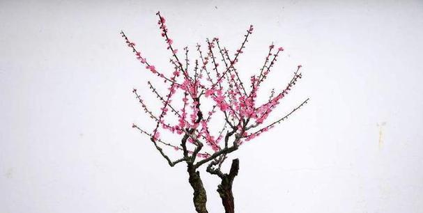 红梅花开的季节及魅力（春日红梅，开遍大地；赏花之旅，尽在此间）-第2张图片-绿意生活