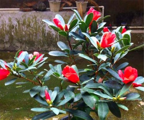 四季茶花喜阴还是喜阳？（探究四季茶花的生长环境与特点）-第1张图片-绿意生活