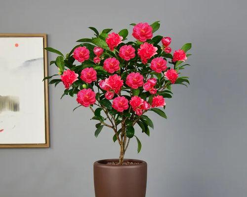 四季茶花喜阴还是喜阳？（探究四季茶花的生长环境与特点）-第2张图片-绿意生活